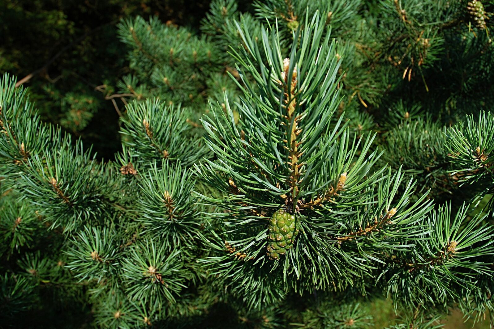 Kerstbomenbos: ophalen én inleveren